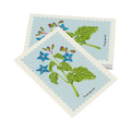 Cartolina – Borragine