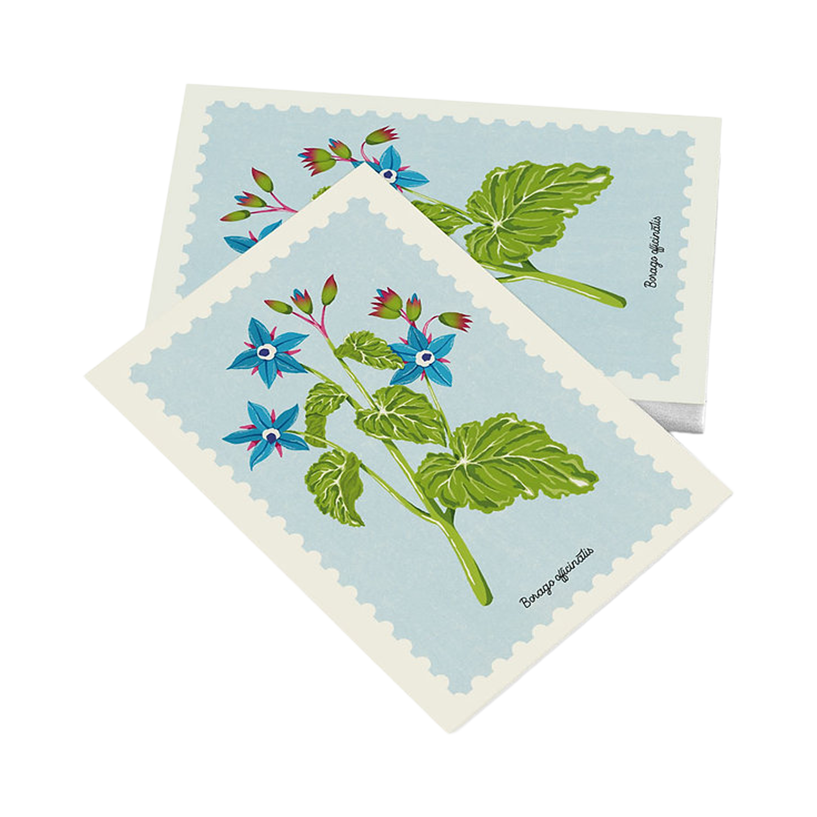 Cartolina – Borragine