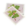 Cartolina – Fico