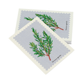 Cartolina – Rosmarino