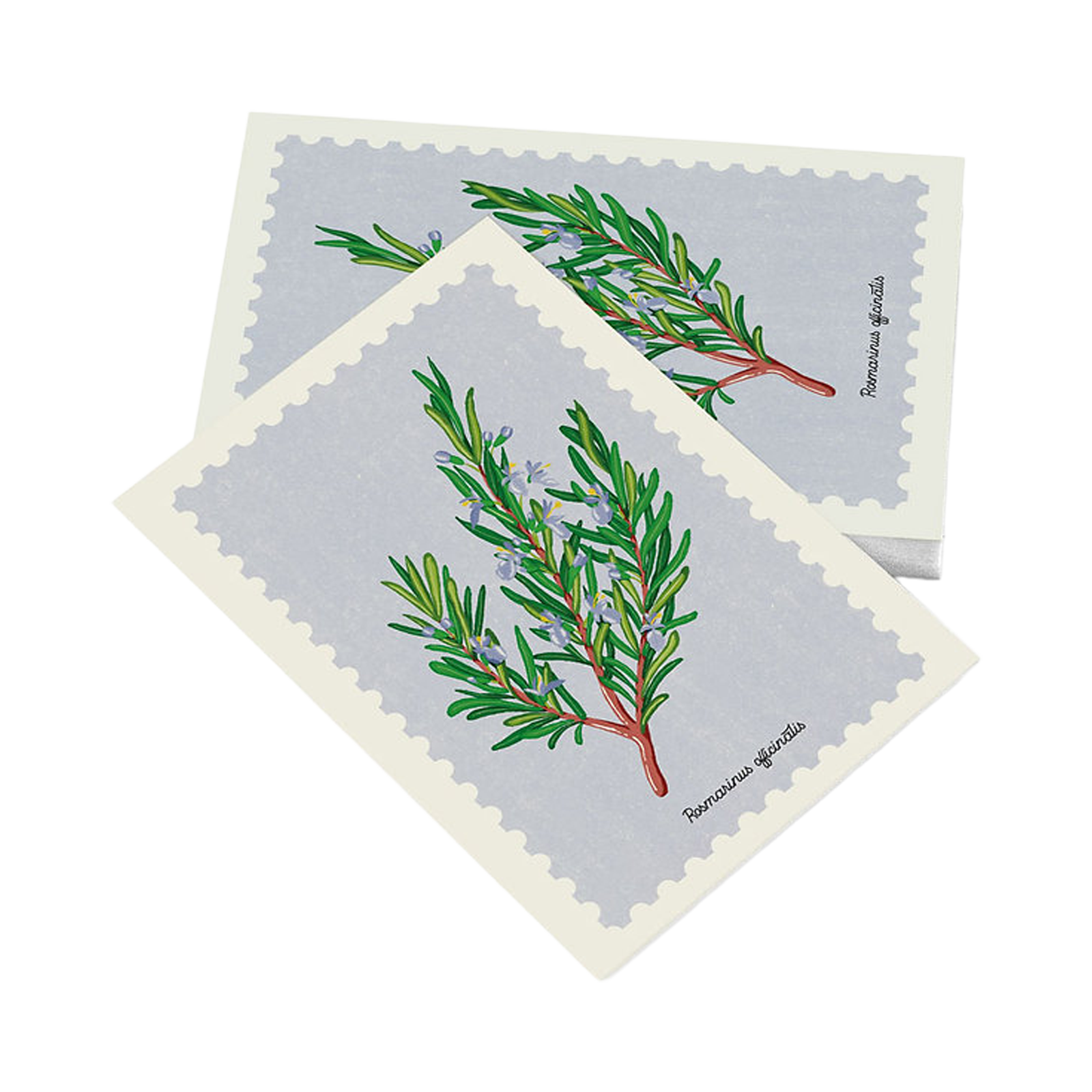 Cartolina – Rosmarino