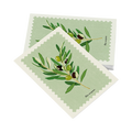 Cartolina – Ulivo