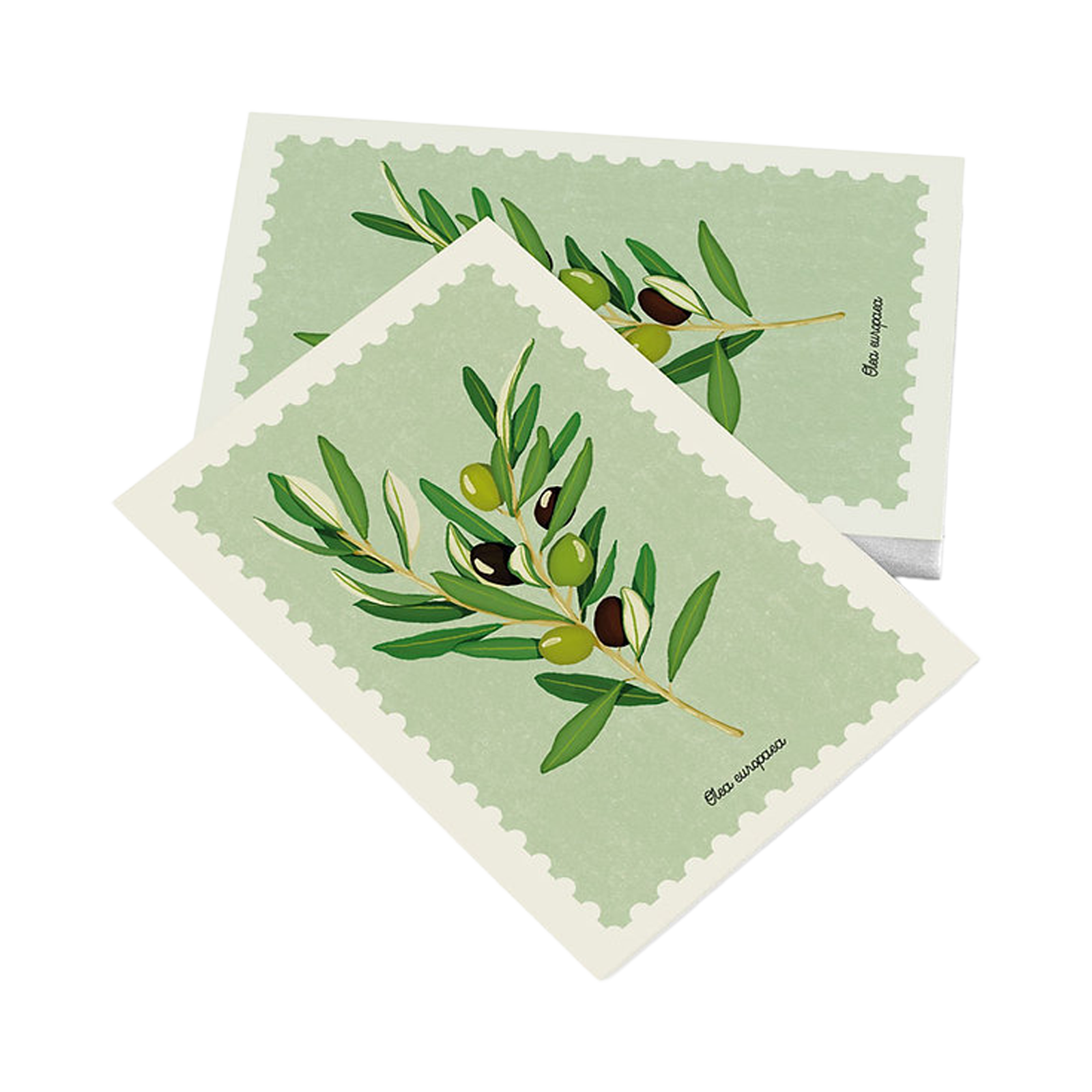 Cartolina – Ulivo