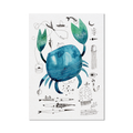 Stampa Illustrata – Collezione Mare – Granchio