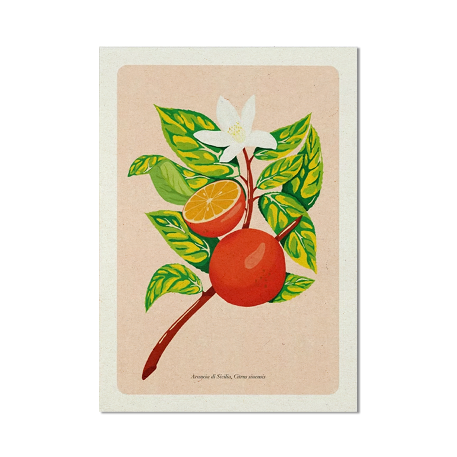 Stampa illustrata – Arance