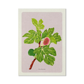 Stampa illustrata – Fico