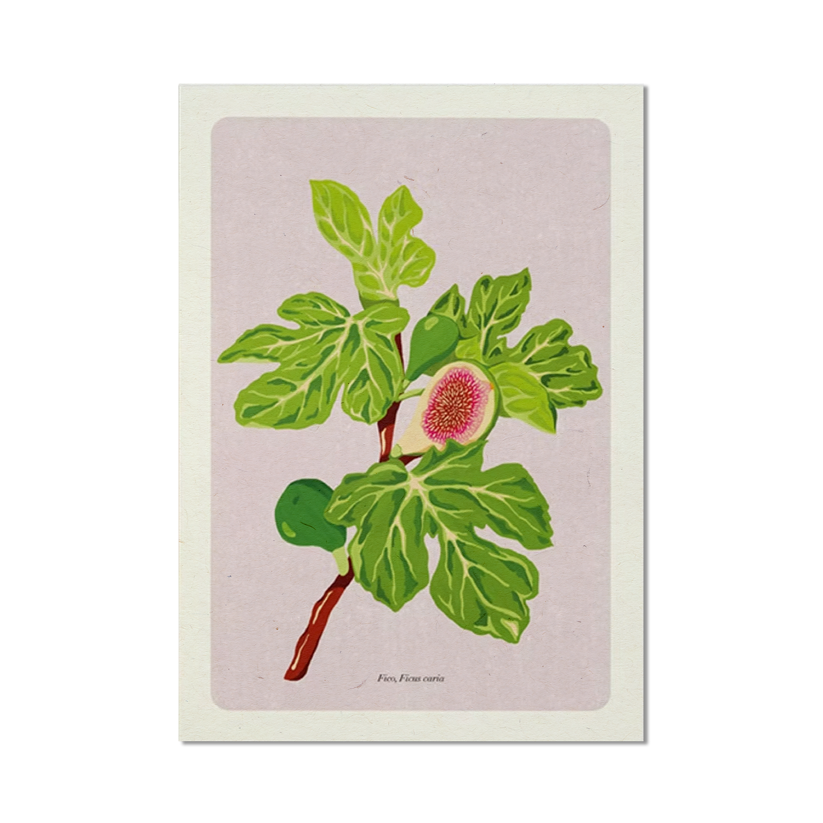 Stampa illustrata – Fico