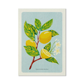 Stampa illustrata – Limoni