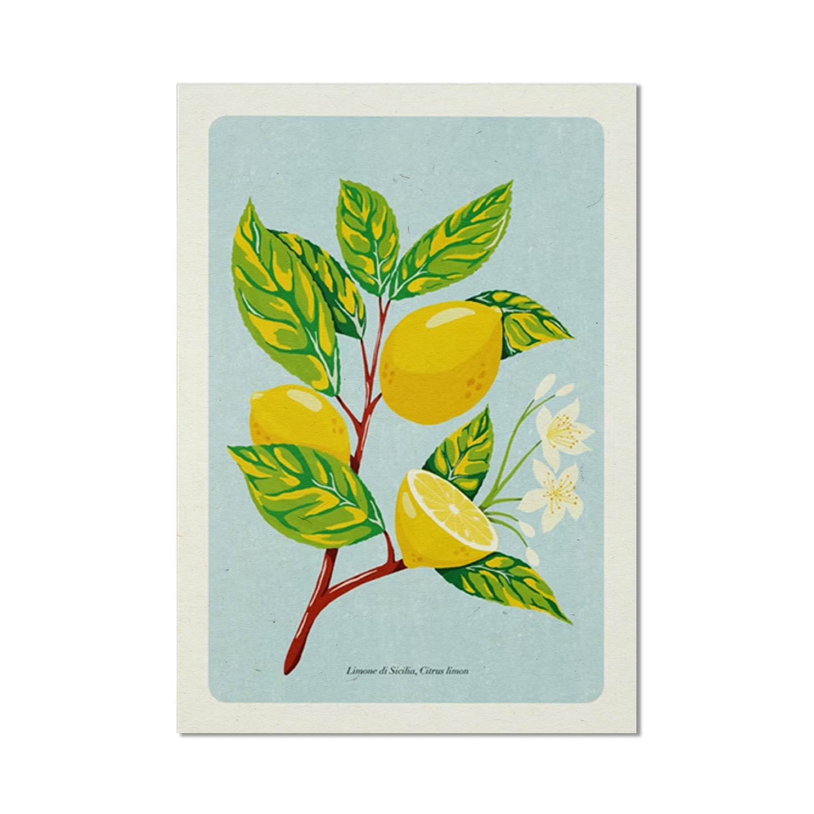 Stampa illustrata – Limoni