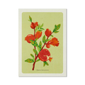 Stampa illustrata – Melograno