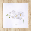 Stampa Illustrata – Orchidea 1